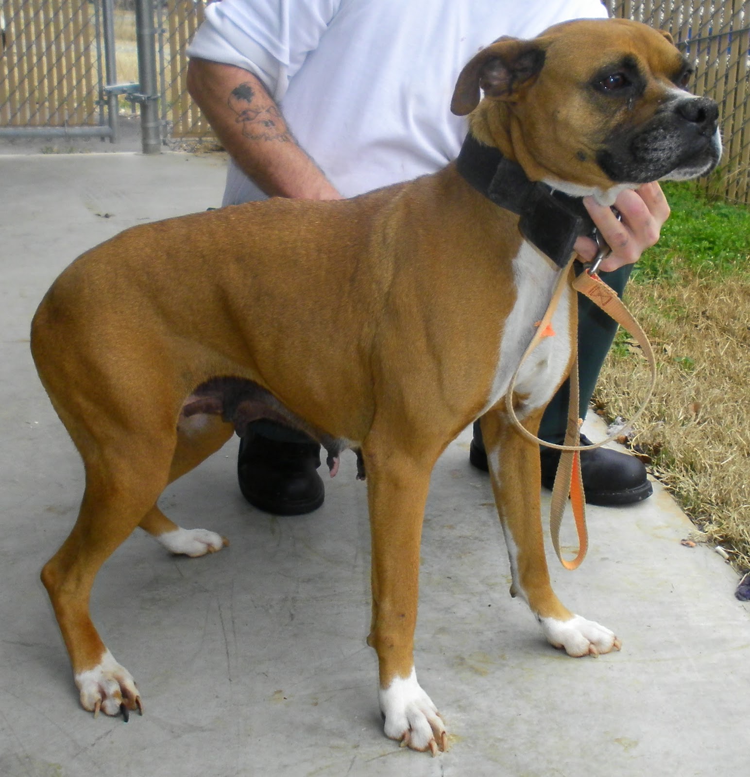 Old English Bulldog Pitbull Mix