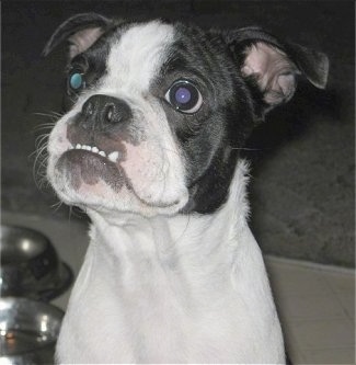 Old English Bulldog Terrier