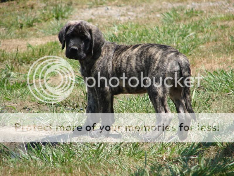 Old English Mastiff Brindle