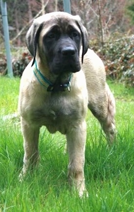 Old English Mastiff Brindle