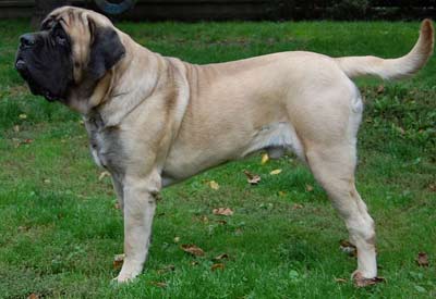 Old English Mastiff Brindle