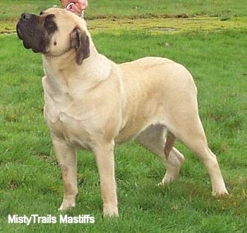 Old English Mastiff Brindle