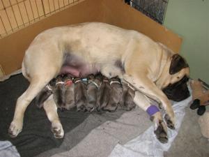 Old English Mastiff Pictures