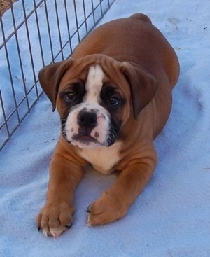 Olde English Bulldog Boxer Mix