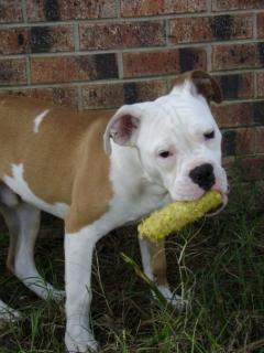 Olde English Bulldog Boxer Mix