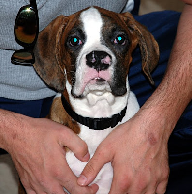 Olde English Bulldog Boxer Mix