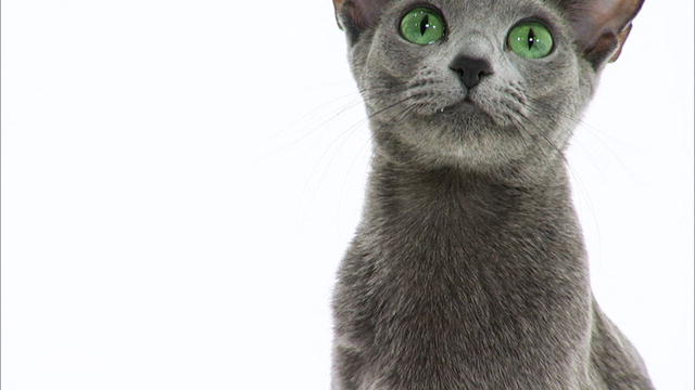 Persian And Russian Blue Mix