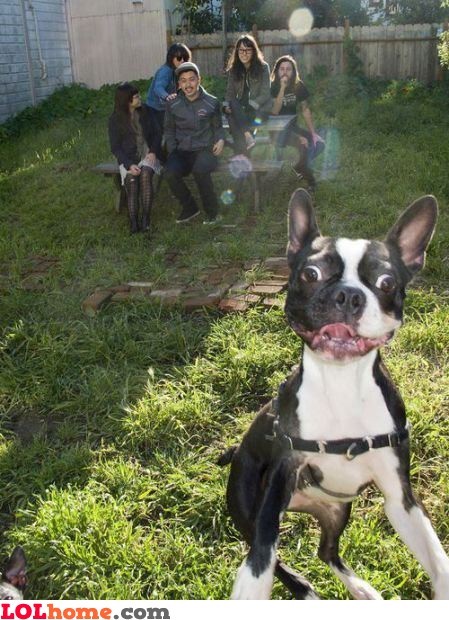 Photobomb Dog