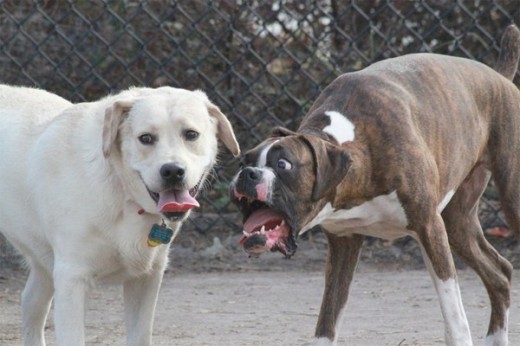 Photobomb Dog