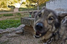 Photobomb Dog Buzzfeed