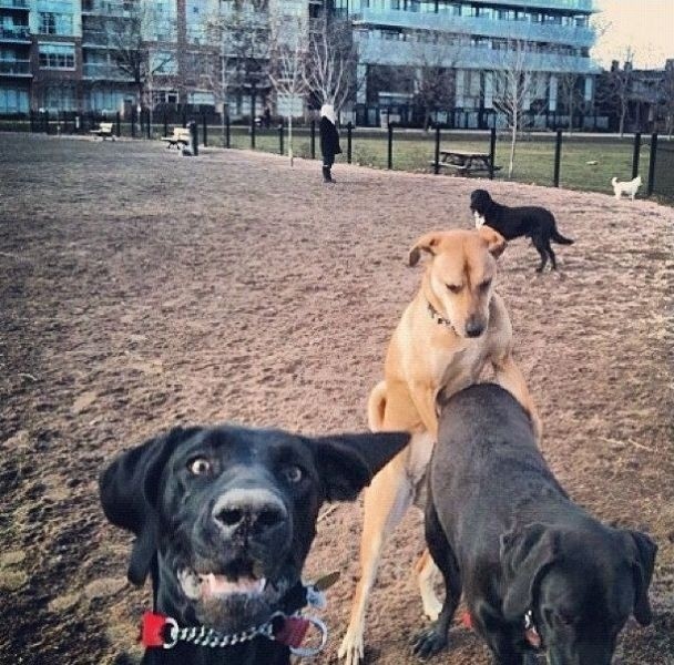 Photobomb Dog Buzzfeed