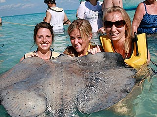 Photobomb Stingray