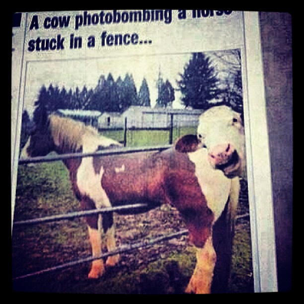 Photobombing Cow