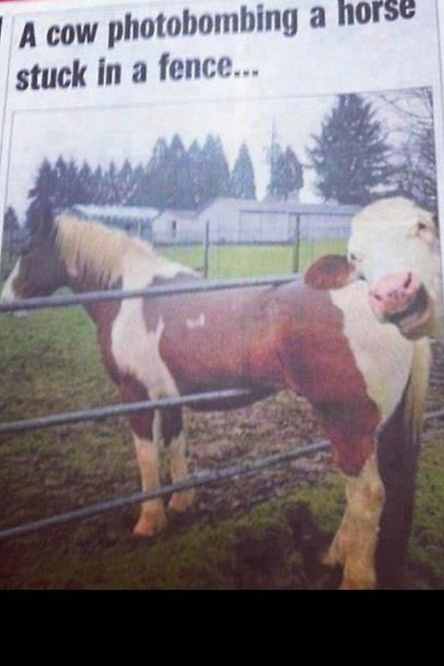 Photobombing Cow