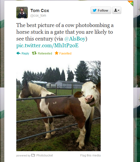 Photobombing Cow