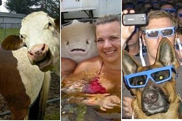 Photobombing Cow