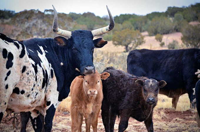 Photobombing Cow