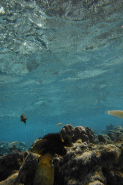 Photobombing Fish