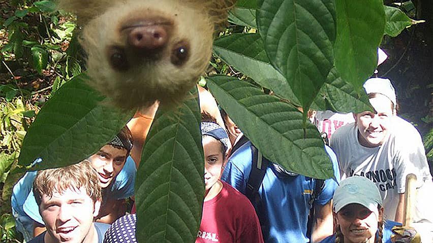 Photobombing Sloth