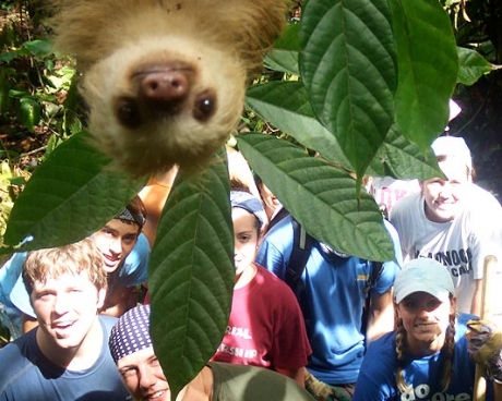 Photobombing Sloth