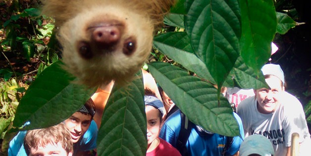 Photobombing Sloth