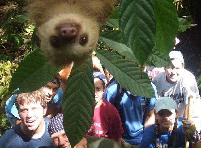 Photobombing Sloth