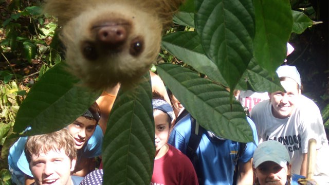 Photobombing Sloth