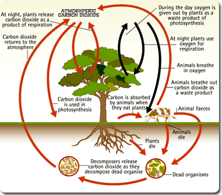 Photosynthesis And Respiration