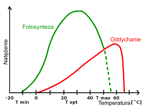 Photosynthesis And Respiration