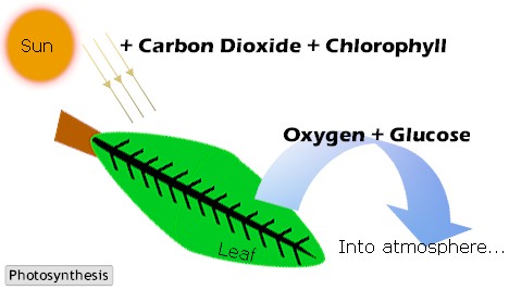 Photosynthesis Diagram