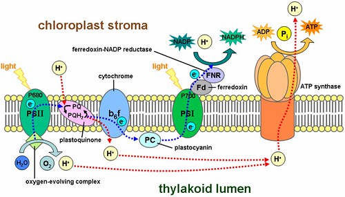 Photosynthesis Diagram