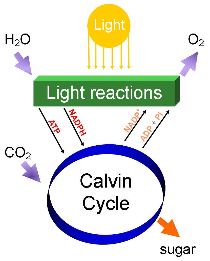 Photosynthesis Diagram