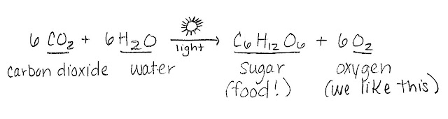 Photosynthesis Equation