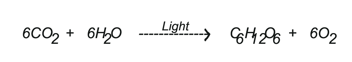 Photosynthesis Equation