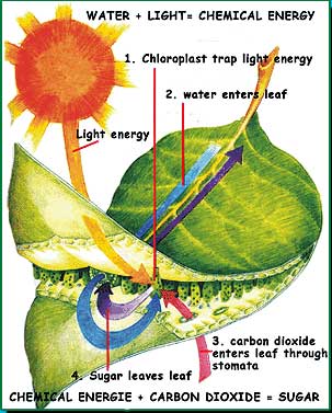 Photosynthesis Equation For Kids