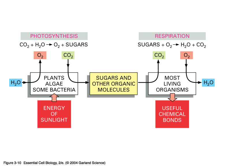 Photosynthesis Equation For Kids