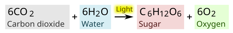 Photosynthesis Equation For Kids