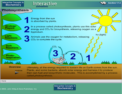 Photosynthesis Equation For Kids