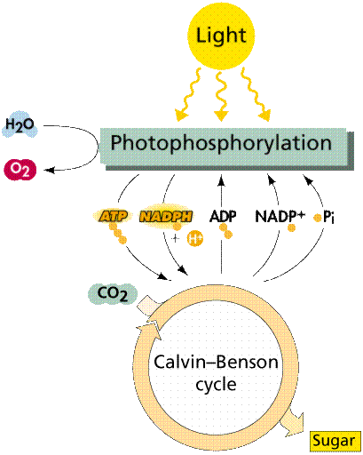 Photosynthesis Equation What Is Oxidized