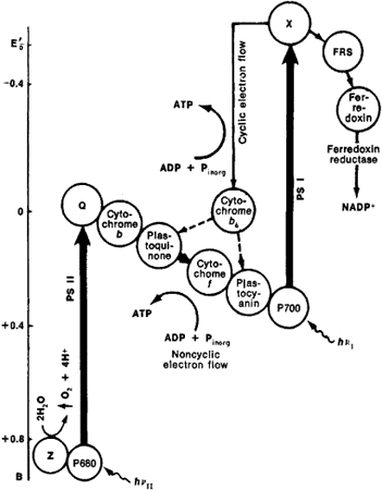 Photosynthesis Equation What Is Oxidized