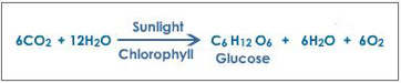 Photosynthesis Formula