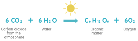 Photosynthesis Formula Song