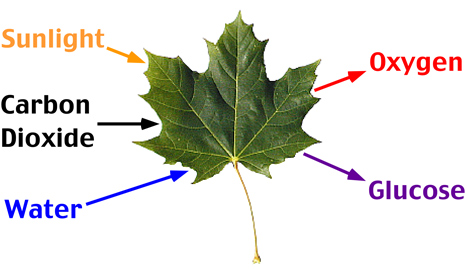 Photosynthesis Process