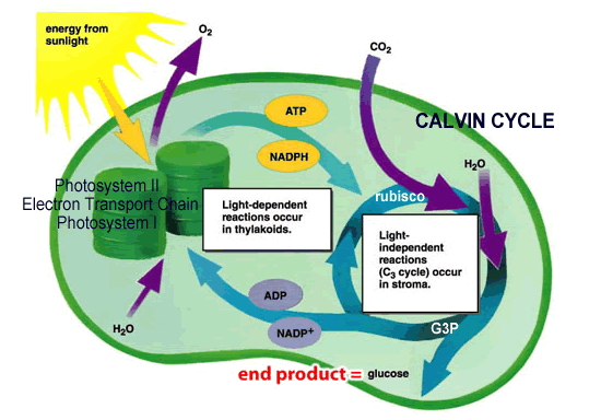 Photosynthesis Process