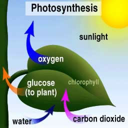 Photosynthesis Process