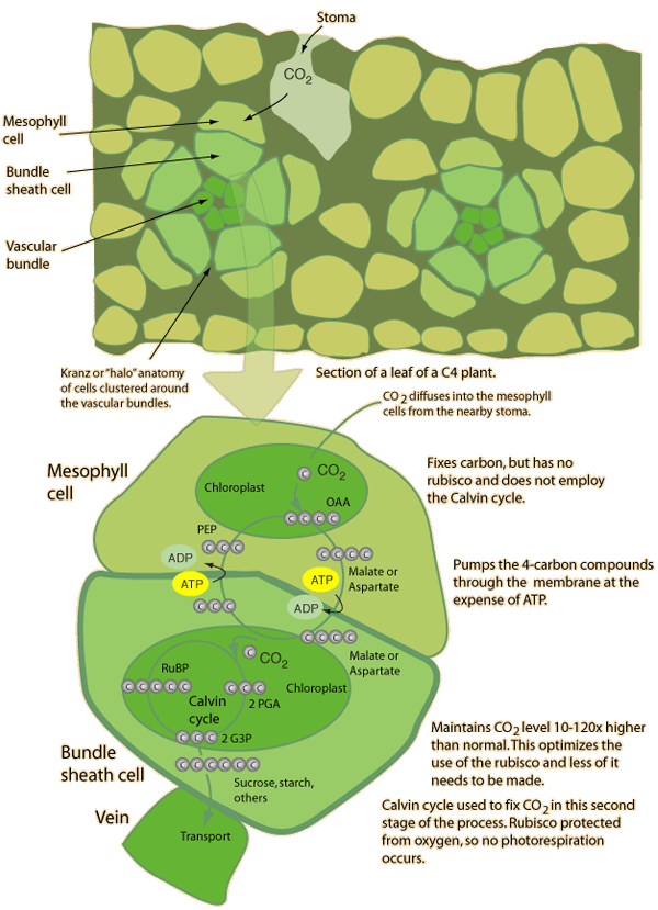 Photosynthesis Process Ppt