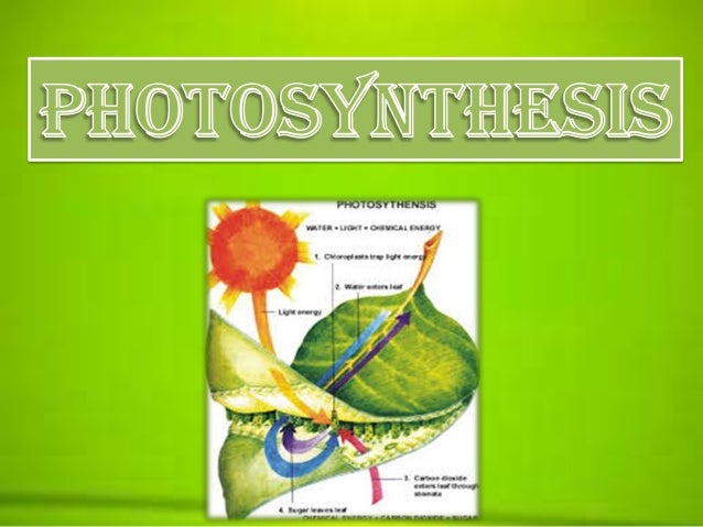 Photosynthesis Process Ppt