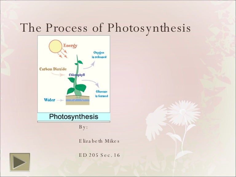 Photosynthesis Process Ppt