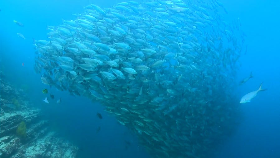 Pics Of Schools Of Fish