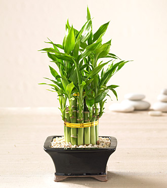 Picture Of Money Plant Tree